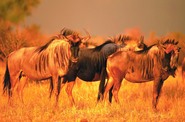 Přes Serengeti putují za dešti a potravou nekonečná stáda divokých zvířat