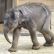 ilustrační foto ilustrační foto, Sloní sameček, který se narodil 11. března v ostravské ZOO