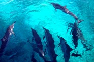 S delfíny si na Zanzibaru při troše štěstí můžete i zaplavat