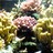 kor�ly
