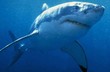 �ralok Carcharodon carcharias