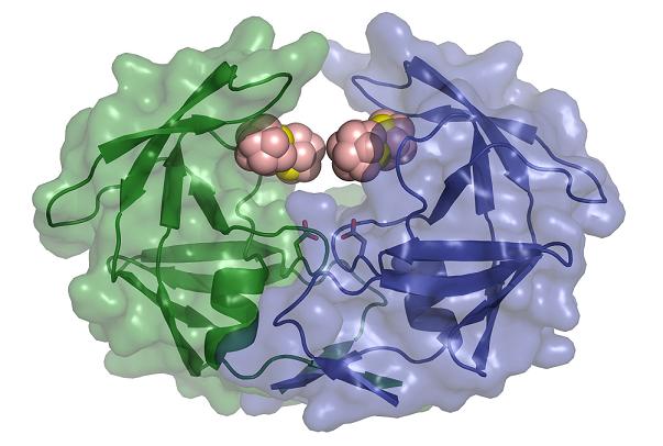 Struktura virove bilkoviny (HIV proteaza) 