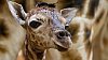 Pra�sk� zoo, ilustra�n� foto