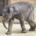 ilustrační foto ilustrační foto, Sloní sameček, který se narodil 11. března v ostravské ZOO
