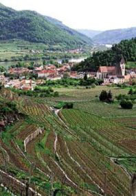 vinice