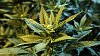 Marihuana, ilustra�n� foto