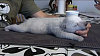Nov� d�nsk� "Knut"