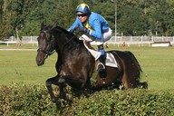 Hirsch