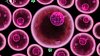 Virus - ilustrační foto
