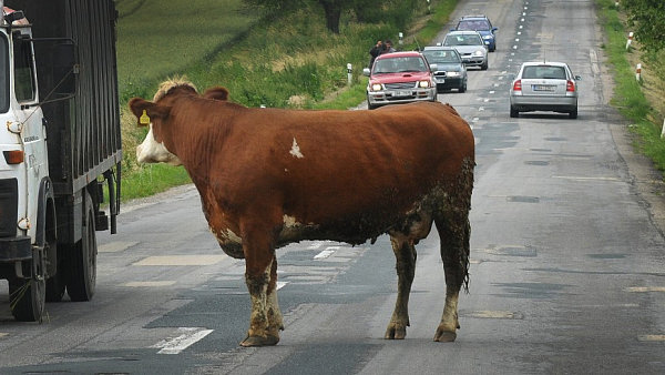 Na jatka tedy ne. Mizím. Na jatka tedy ne. Mizím.