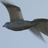 smartbird