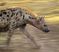 africk� safari
