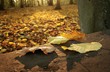 Podzim. Ilustrační foto Podzim. Ilustrační foto