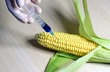 GMO
