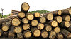 D�evo na pile, ilustra�n� foto