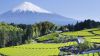 �ajov� plant�e v Japonsku, ilustra�n� foto.