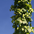 Český chmel je jedinečný vysokým obsahem aromatických látek. Může za to unikátní kombinace odrůd, půdy a klimatu.
