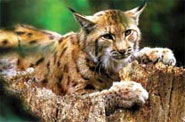 levhart levhart