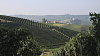 Na vinic�ch v Piemontu zraje hrozno, z n�j� se vyr�b� Barolo nebo Barbaresco, dv� v�na, kter� pat�� v Evrop� k nejlep��m.