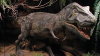 800px Tyrannosaurus 01 ZOO Dvur Kralove