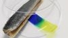 Fraunhofer Institute představil plastový proužek, který na základě biochemických reakcí dokáže poznat zkažené maso. Senzor čerstvosti masa-