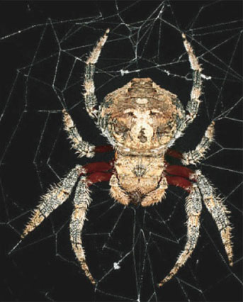 největší pavouk na světě song