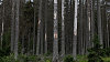 Šumava