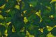 1025014372_Franti_ek_Hodonsk__Plovouc__smaragdy_2009_gif_650x433_.jpg