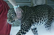 Cartier - L'Odyss�e de Cartier
