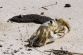 1021077693_0628USA_BILOXI_GULF_OIL_SPILL_88_650x433_.jpg
