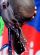 1048742959_Pul_Maraton1_318x433_.jpg
