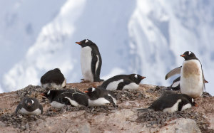 Falklandské ostrovy, Falklandy, tučňák