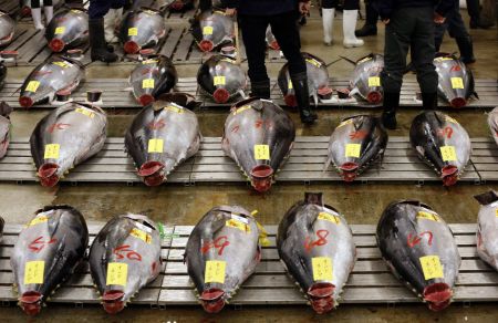 Ryby pipraven v Tokiu k novoron aukci