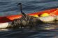 1021077693_0627USA_BARATARIA_BAY_GULF_OIL_SPILL_621_650x433_.jpg