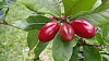 Miracle Berry z�skala jm�no podle b�lkoviny, kter� na p�r hodin donut� chu�ov� bu�ky vn�mat kysel� jako sladk�.