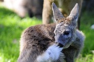 Zoologick� zahrada Ohrada