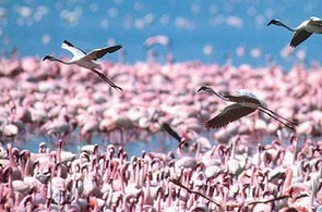 V n�rodn�m parku Lake Manyara m��ete vid�t i tyto n�dhern� plame��ky.