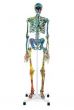 Sothebys_Damian_Hirst_Aukce_08_244x367_.jpg