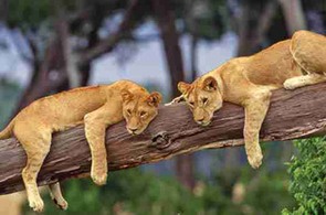 Typick� obr�zek z n�rodn�ho parku Ngorongoro.