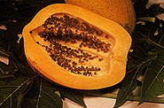 papája