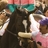 Zenyatta, dostihov� superhv�zda