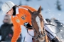 P�lo. Foto, Profimedia.cz, arch�v J&T