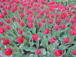Holandsko - slavnost tulipn