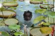 977032853_Van_Empel_550x367_.jpg