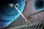 DNA motor