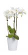 25 Boutique tip� na v�noce