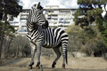 Proč má zebra pruhy? Proč má zebra pruhy?
