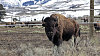 Bizon v Yellowstonském parku