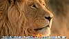 mac os x lion