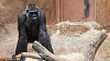 Gorily jsou chloubou pra�sk� zoo. Ilustra�n� foto